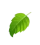 active-floating-leaf-1