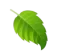 evaluate-float-leaf